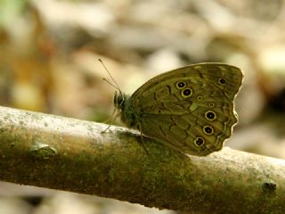 Aa Esmeri (Kirinia roxelana)