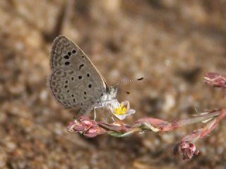 Karsandra&nbsp;(Zizeeria&nbsp;karsandra)