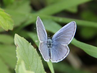 Fransz Everesi (Cupido alcetas)