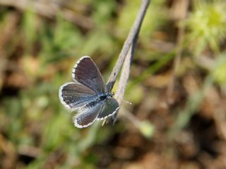 Himalaya Mavisi (Pseudophilotes vicrama)