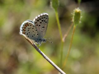 Himalaya Mavisi (Pseudophilotes vicrama)