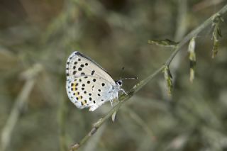 Himalaya Mavisi (Pseudophilotes vicrama)