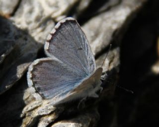 Himalaya Mavisi (Pseudophilotes vicrama)