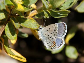 Himalaya Mavisi (Pseudophilotes vicrama)