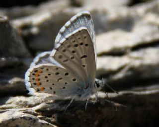 Himalaya Mavisi (Pseudophilotes vicrama)