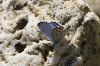 Himalaya Mavisi (Pseudophilotes vicrama)
