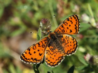 Gzel parhan (Melitaea trivia)
