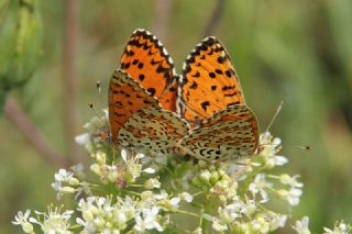 Gzel parhan (Melitaea trivia)