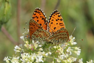 Gzel parhan (Melitaea syriaca)