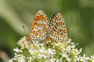 Gzel parhan (Melitaea syriaca)