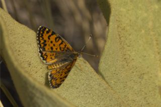Gzel parhan (Melitaea trivia)