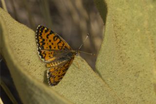 Gzel parhan (Melitaea syriaca)