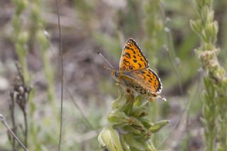 Gzel parhan (Melitaea trivia)