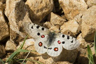 Apollo (Parnassius apollo)