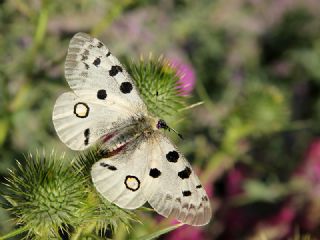Apollo (Parnassius apollo)
