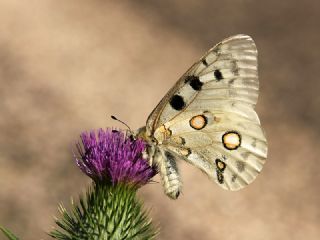 Apollo (Parnassius apollo)