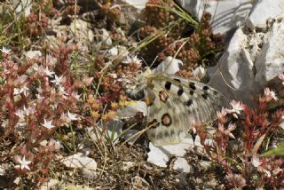 Apollo (Parnassius apollo)