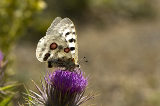 Apollo (Parnassius apollo)