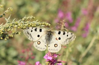 Apollo (Parnassius apollo)