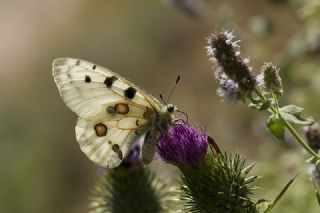 Apollo (Parnassius apollo)
