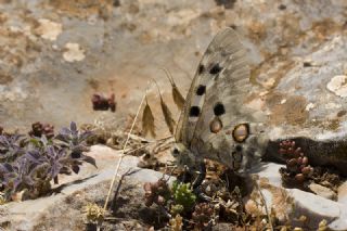 Apollo (Parnassius apollo)