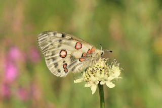 Apollo (Parnassius apollo)