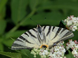 Erik Krlangkuyruk (Iphiclides podalirius)