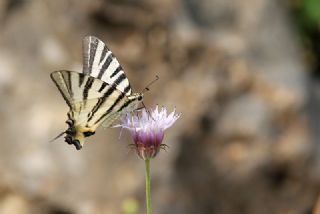 Erik Krlangkuyruk (Iphiclides podalirius)