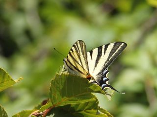 Erik Krlangkuyruk (Iphiclides podalirius)