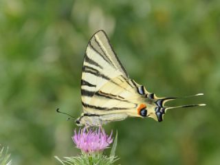 Erik Krlangkuyruk (Iphiclides podalirius)