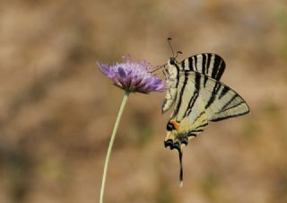 Erik Krlangkuyruk (Iphiclides podalirius)