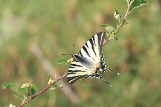 Erik Krlangkuyruk (Iphiclides podalirius)