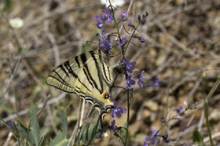 Erik Krlangkuyruk (Iphiclides podalirius)