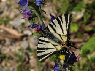 Erik Krlangkuyruk (Iphiclides podalirius)