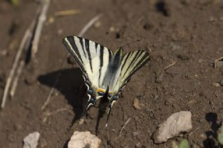 Erik Krlangkuyruk (Iphiclides podalirius)