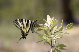 Erik Krlangkuyruk (Iphiclides podalirius)