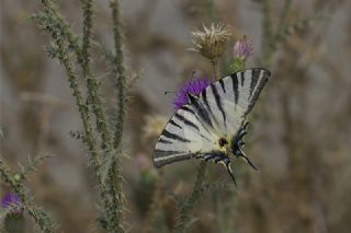 Erik Krlangkuyruk (Iphiclides podalirius)