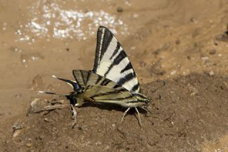 Erik Krlangkuyruk (Iphiclides podalirius)