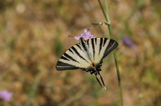 Erik Krlangkuyruk (Iphiclides podalirius)