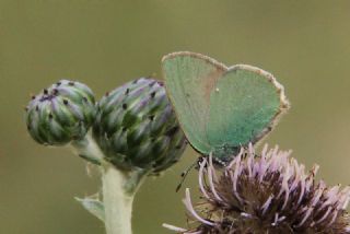 Anadolu Zmrt (Callophrys paulae)