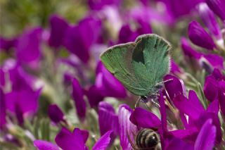 Anadolu Zmrt (Callophrys paulae)