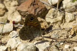 Kk Esmerboncuk (Lasiommata megera)
