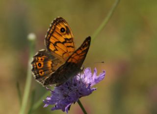 K���k Esmerboncuk&nbsp;(Lasiommata&nbsp;megera)