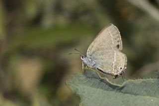 Sevbeni (Satyrium abdominalis)