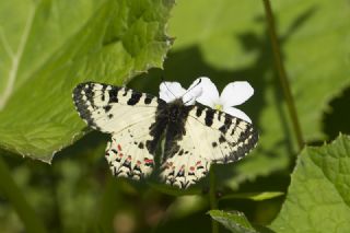 Kafkas Fistosu (Zerynthia caucasica)