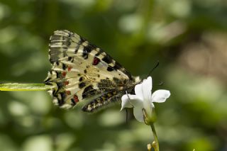 Kafkas Fistosu (Zerynthia caucasica)