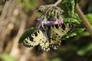 Kafkas Fistosu (Zerynthia caucasica)