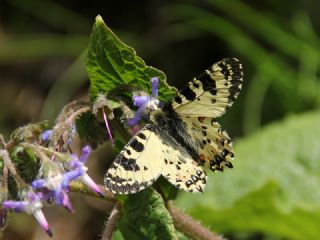 Kafkas Fistosu&nbsp;(Zerynthia&nbsp;caucasica)