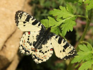 Kafkas Fistosu (Zerynthia caucasica)