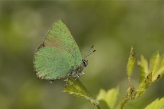 Zmrt (Callophrys rubi)